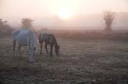 01DD0873 Mare and foal Fletcher's Green Copyright Mike Read